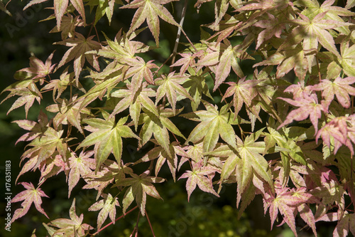 Acer palmatum 'Chishio Improved'