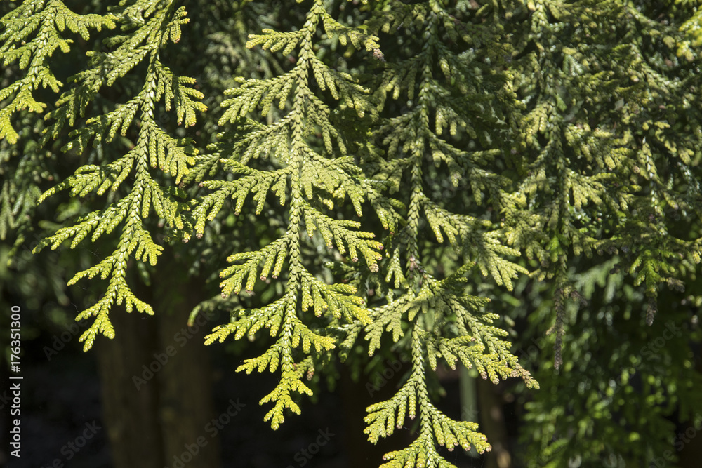 Fototapeta premium Calocedrus decurrens