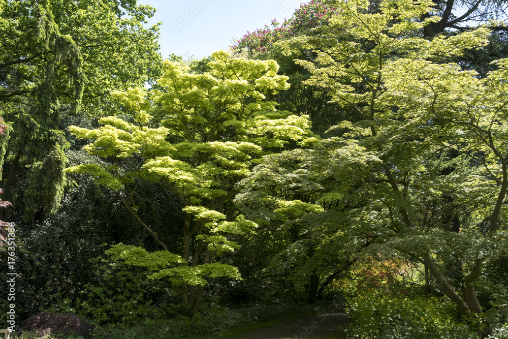 Acer japonicum 'Aureum'