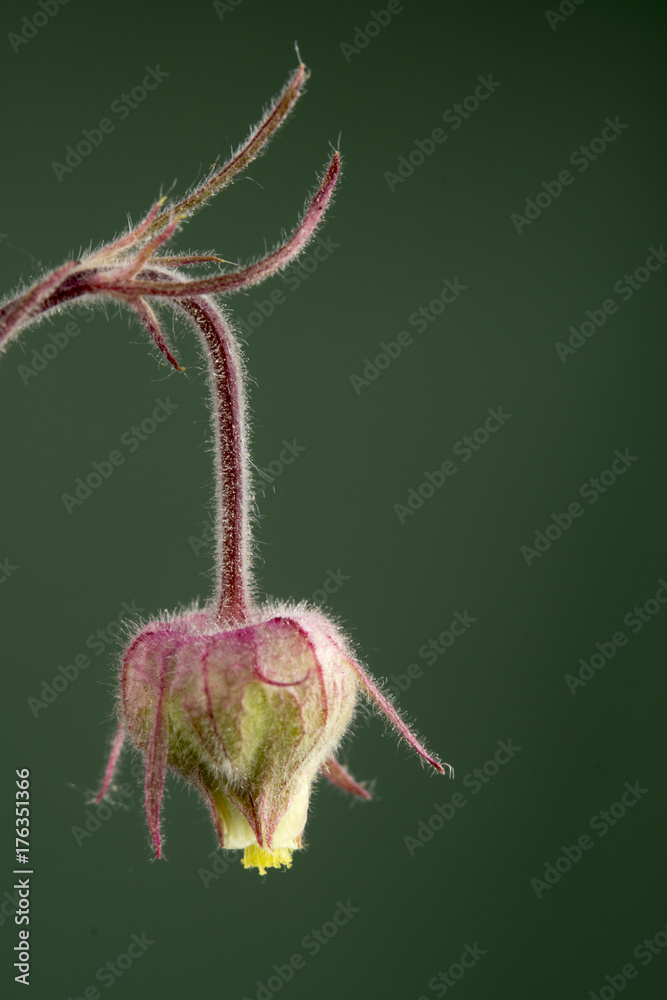 Fototapeta premium Geum triflorum