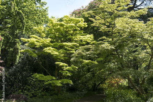 Acer japonicum  Aureum 