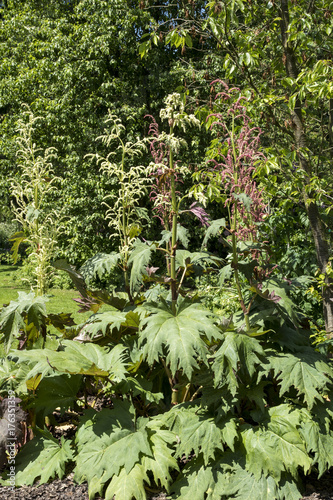 Фотография Rheum palmatum var. tanguticum