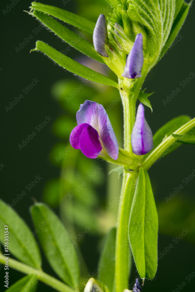 Vicia sativa subsp. nigra - Smalbladige wikke Vicia sativa subsp. nigra - Smalbladige wikke