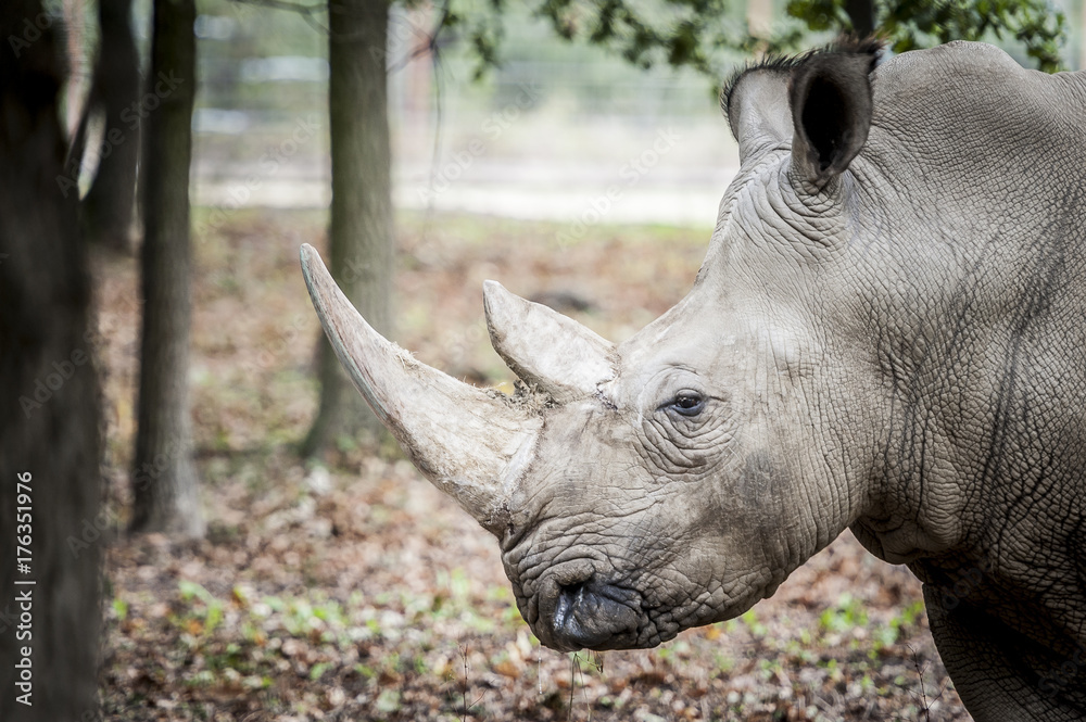 Obraz premium Rhinocéros