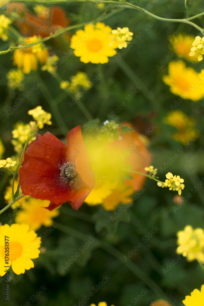 Fototapeta premium Blossom Cyprus Plant