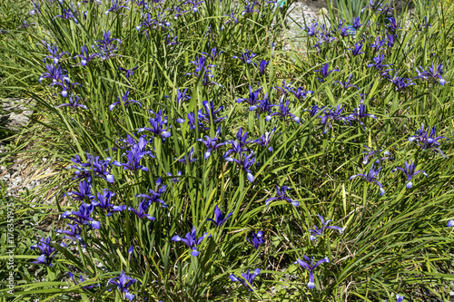 Iris sintenisii subsp. sintenisii photo