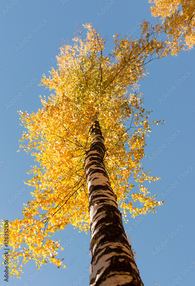 Fototapeta premium birch on the sky background