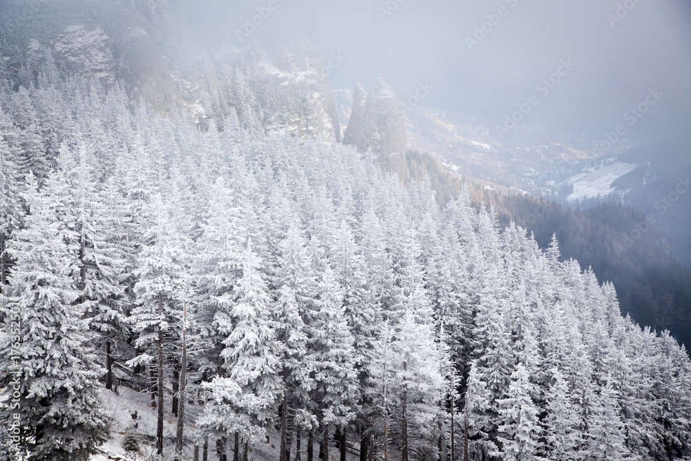 Obraz premium winter landscape with snowy fir trees in the mountains