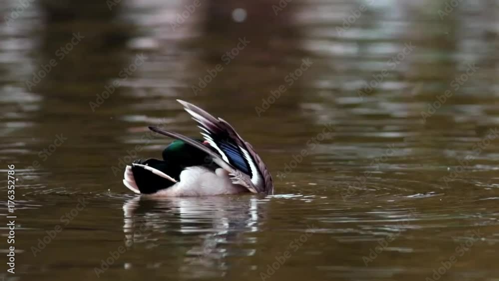 male mallard duck cleaning up his feathers on pond ( Anas platyrhynchos ) male mallard duck cleaning up his feathers on pond ( Anas platyrhynchos )
