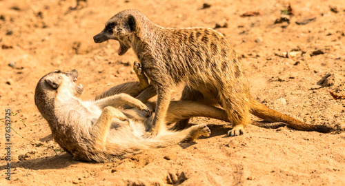 Photography Erdmännchen