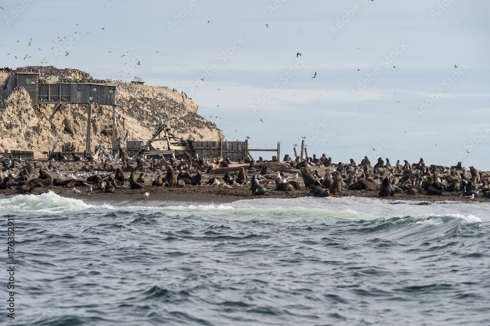 Tyuleny Island, Sea of Okhotsk, Russia Aug 26 2017 Colony of sea lions