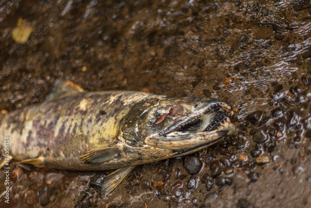dead salmon after spawining in stream dead salmon after spawining in stream