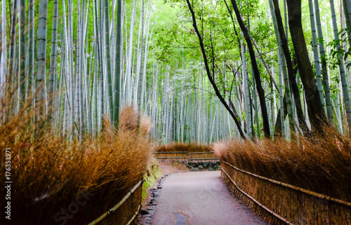 The bamboo forest, nice place to travel in Arashiyama, Japan