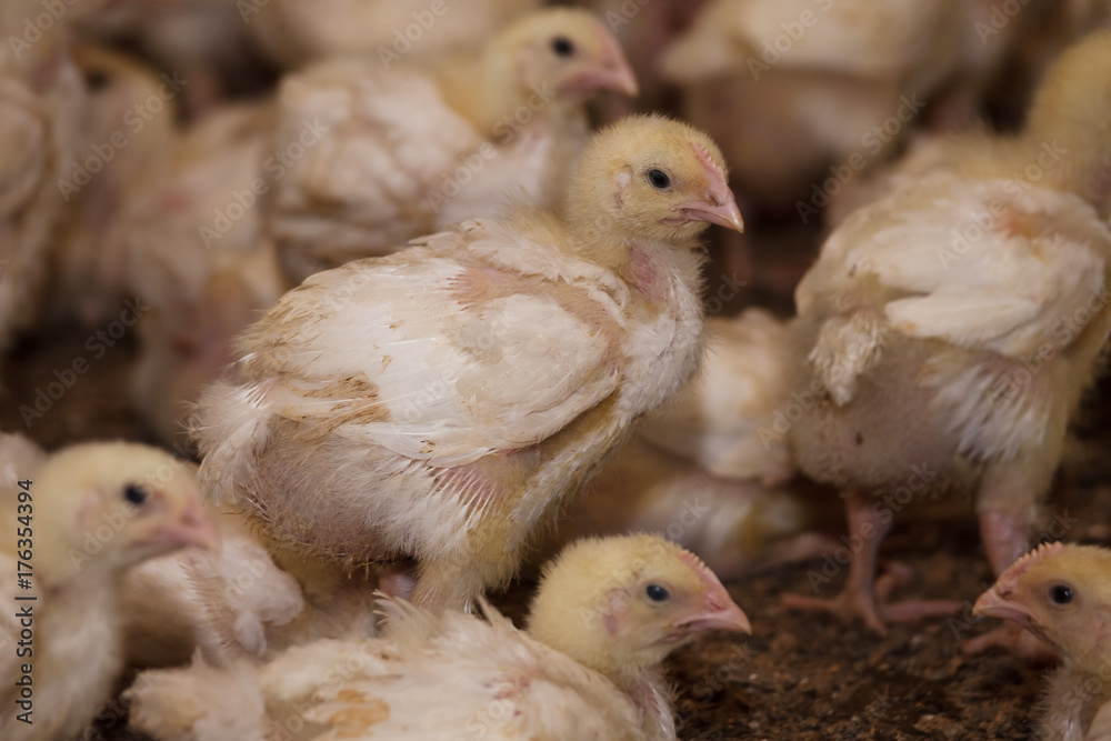 little chicks on a chicken farm