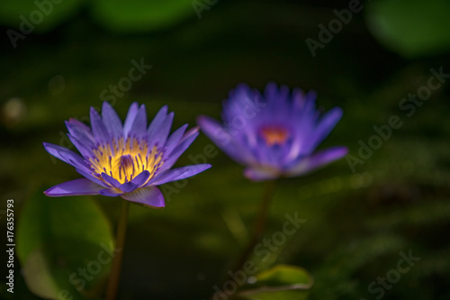 Blue lotos blossom in water