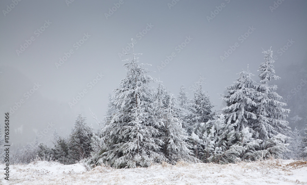 Fototapeta premium winter landscape with snowy fir trees in the mountains