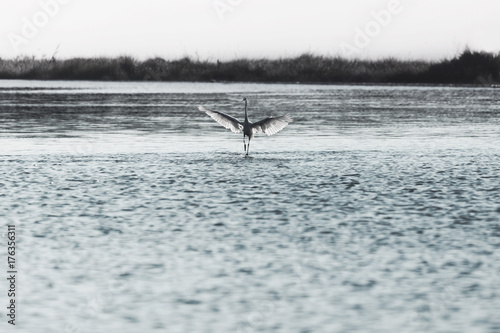 bird walks on the water to take flight in the middle of nature © Cristina Conti