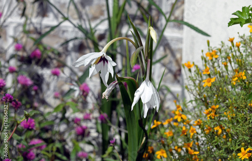 Fototapeta Naklejka Na Ścianę i Meble -  Blüte der Sterngladiole mit Wassertropfen