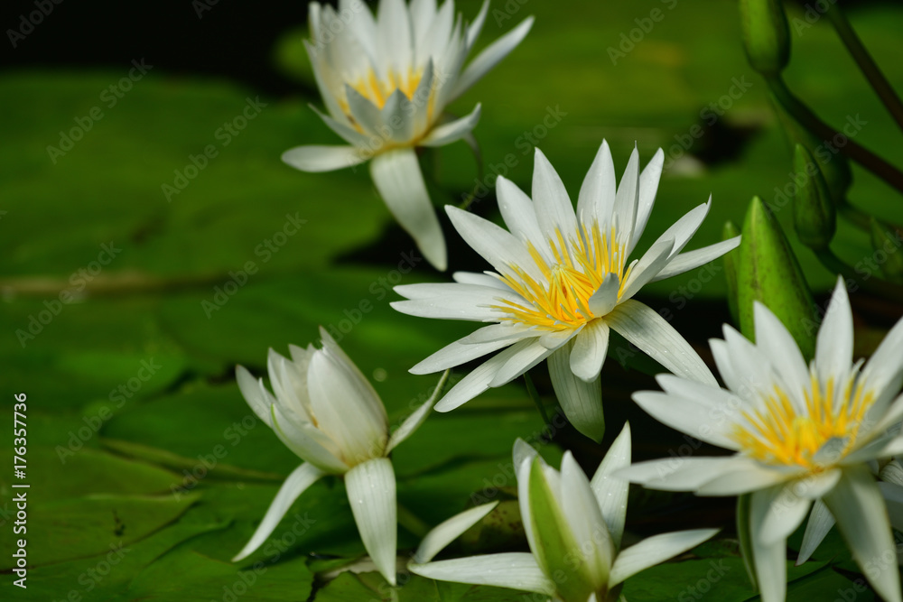 water lily water lily