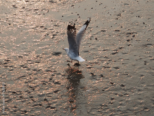 Let walk slowly, the bird is saying.