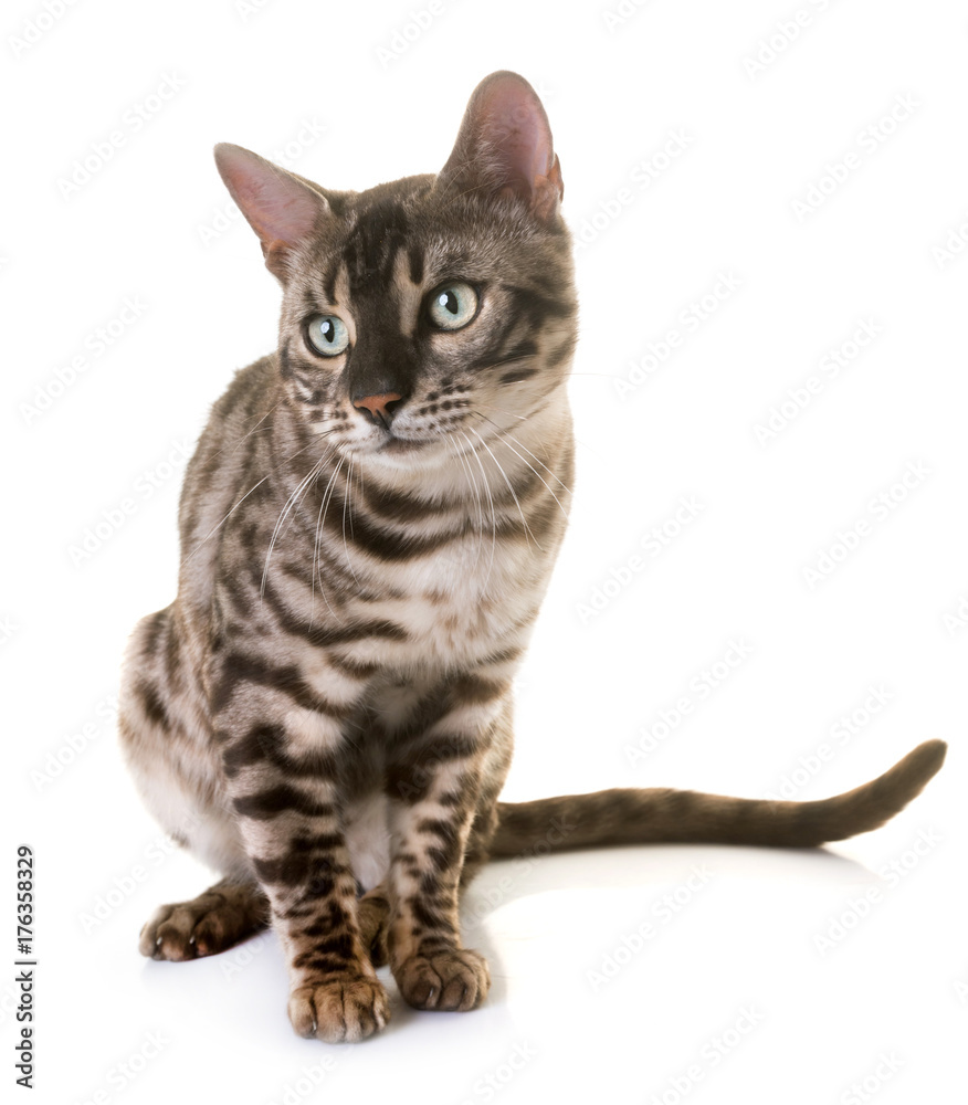 bengal cat in studio bengal cat in studio