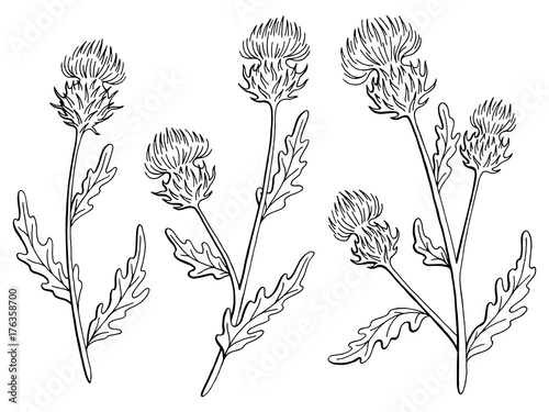 Cuadro en lienzo Thistle flower graphic black white isolated sketch illustration vector