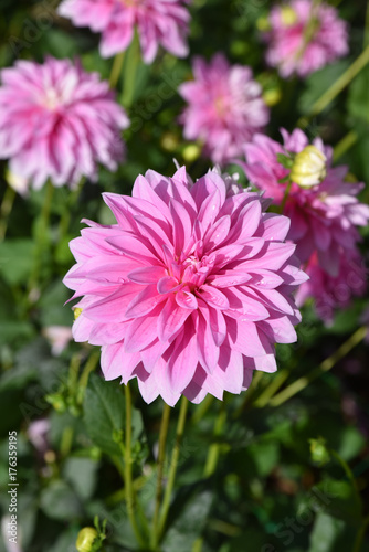 Dahlia rose en   t   au jardin