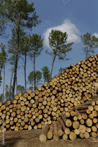 Coupe de pins des Landes, Nouvelle Aquitaine, Landes, France