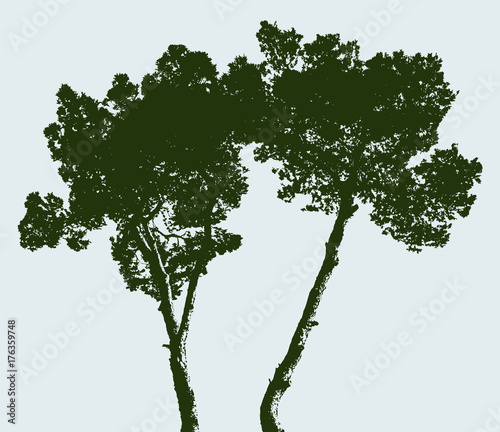 Silhouettes of two pine trees