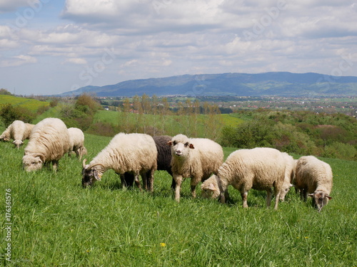 Flock of sheep grazing. Sheeps on mountain meadow