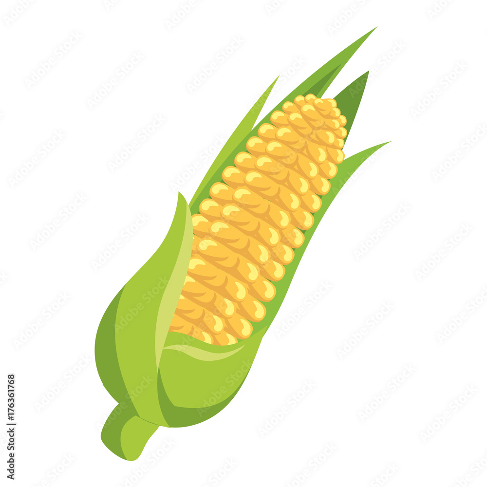 corn fresh vegetable icon corn fresh vegetable icon
