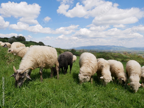 Fototapeta Naklejka Na Ścianę i Meble -  Flock of sheep grazing. Sheeps on mountain meadow