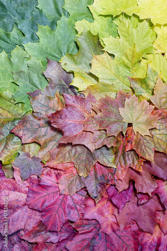 Gradient of multicolored fall maple leaves. Autumn background