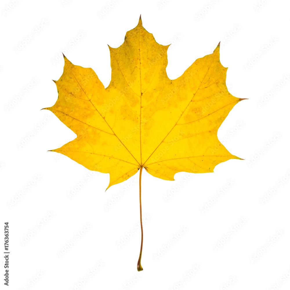 Autumn yellow maple leaf isolated on white background Autumn yellow maple leaf isolated on white background