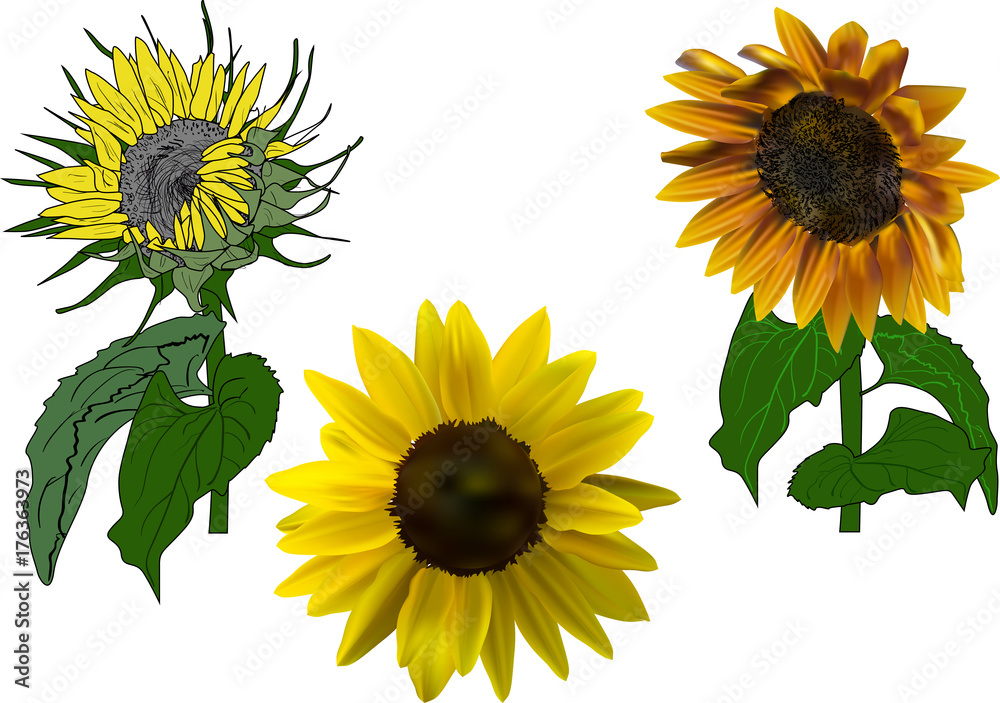 Obraz premium three sunflowers on white illustration