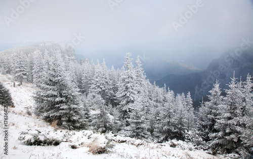 winter landscape with snowy fir trees in the mountains