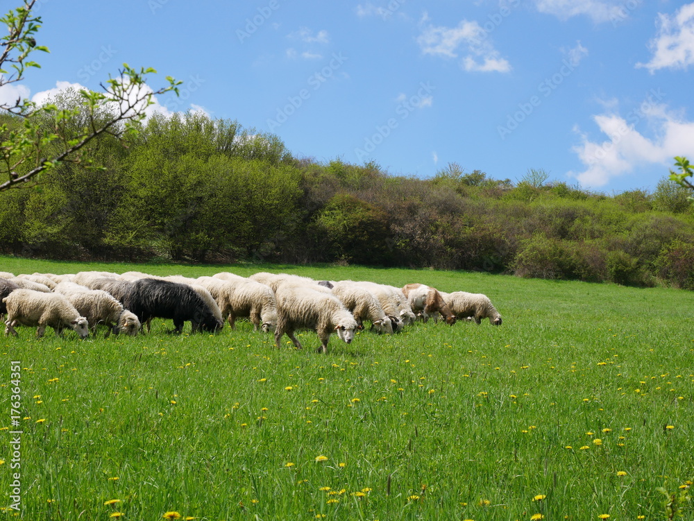 Fototapeta premium Flock of sheep grazing. Sheeps on mountain meadow