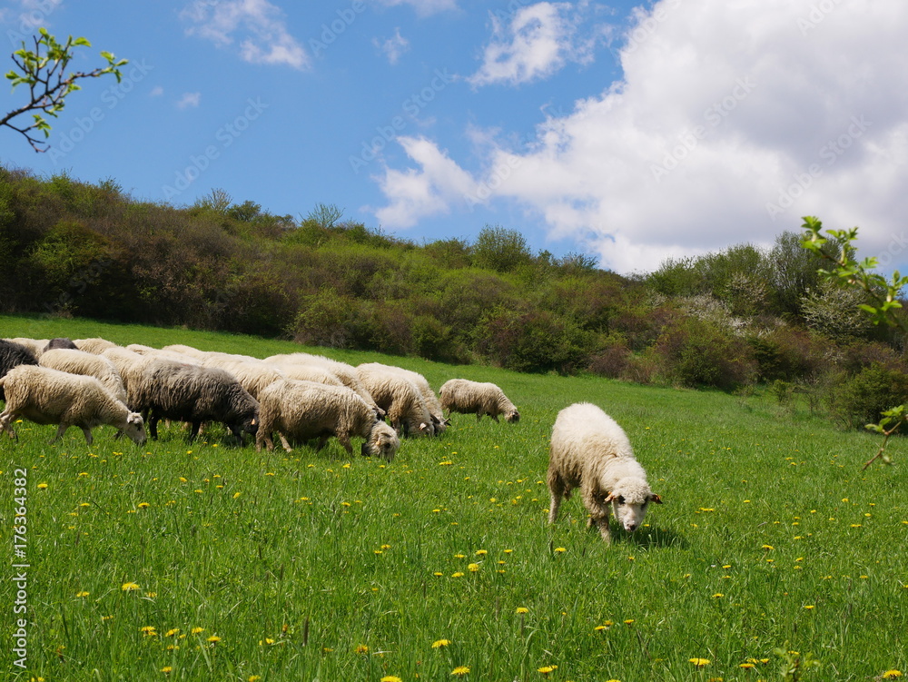 Flock of sheep grazing. Sheeps on mountain meadow Flock of sheep grazing. Sheeps on mountain meadow