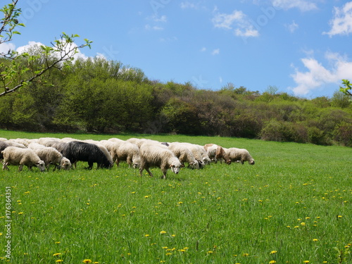 Fototapeta Naklejka Na Ścianę i Meble -  Flock of sheep grazing. Sheeps on mountain meadow