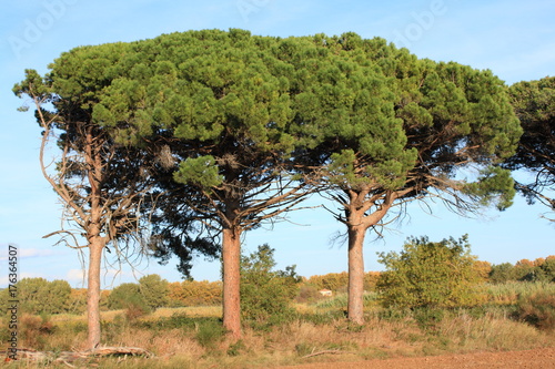 stone pine or parasol pine tree in Aude, Occitanie in south of France, Pinus pinea