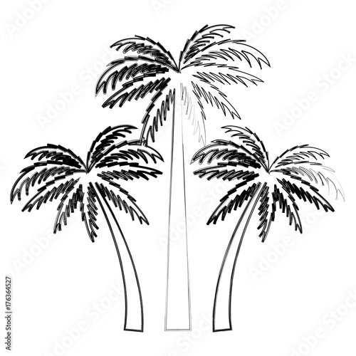 Tree palms nature icon vector illustratino graphic design