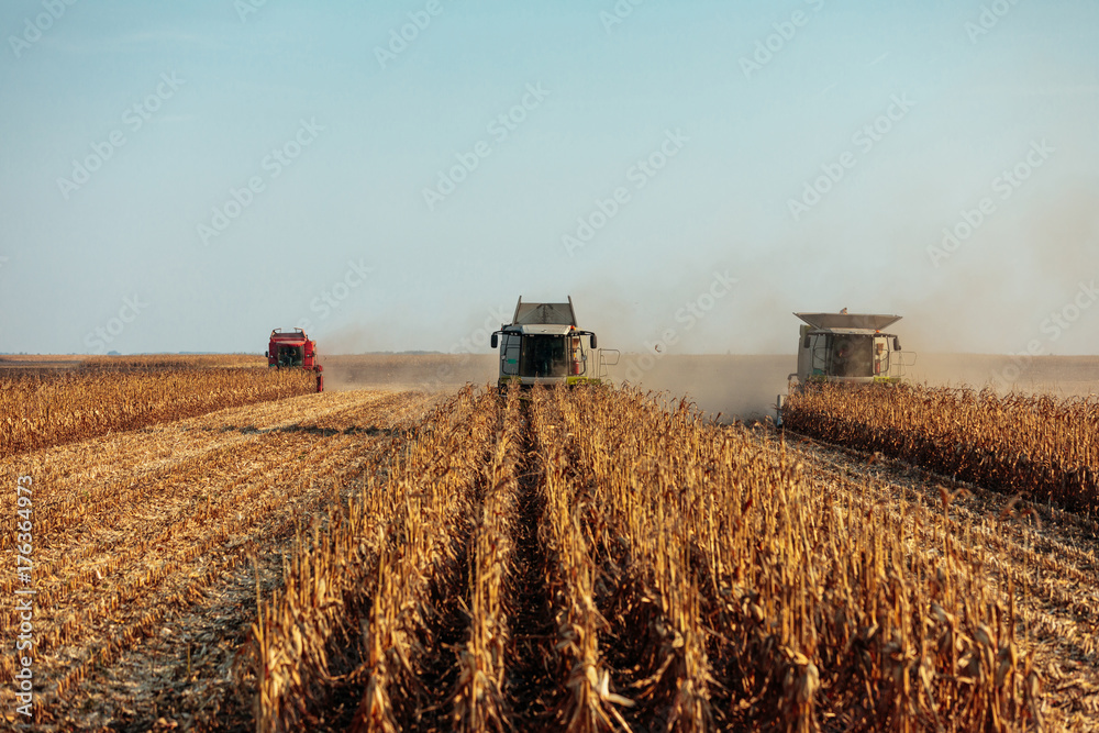 Fototapeta premium It's harvest time