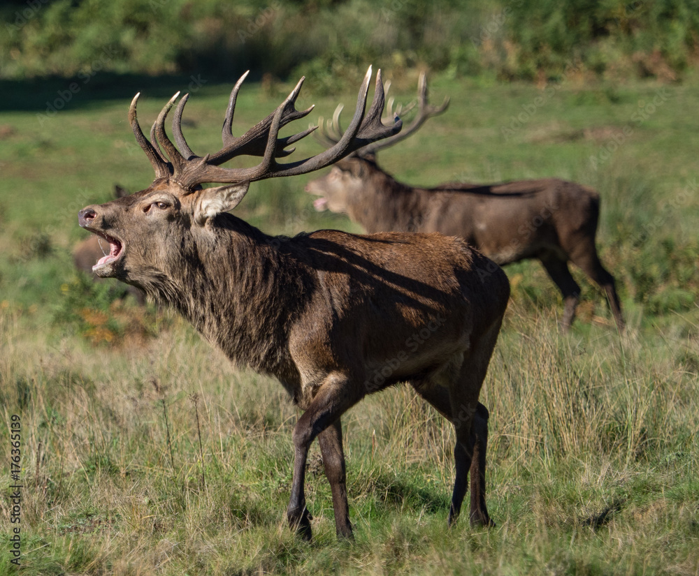 Obraz premium Bellowing red deer