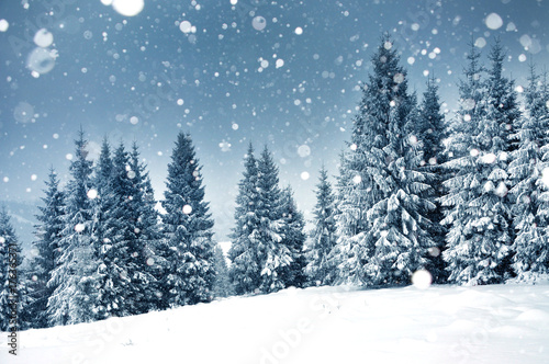 Bild auf Leinwand Christmas background with snowy fir trees