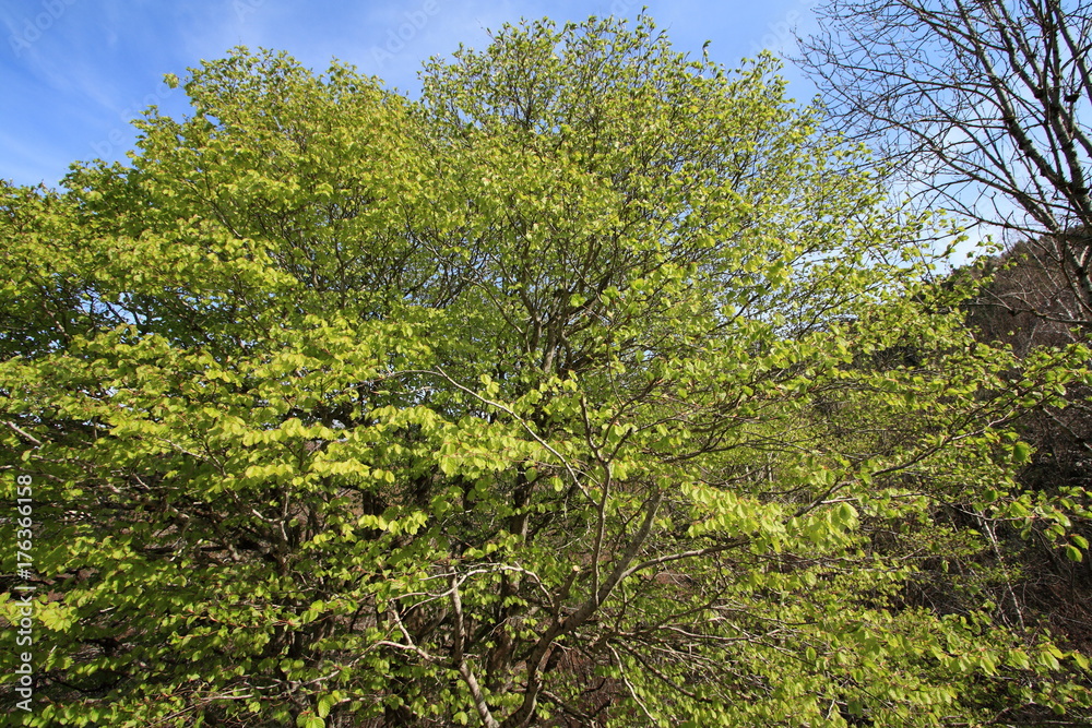 Foliage of beech tree in spring Foliage of beech tree in spring