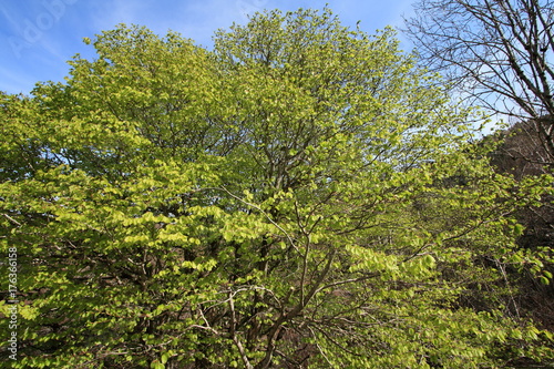 Foliage of beech tree in spring