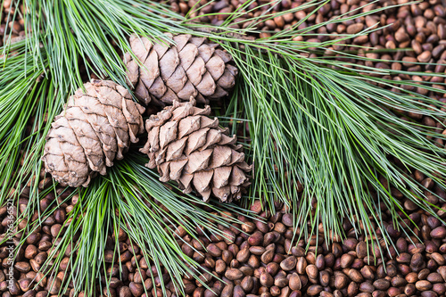 Obraz na płótnie Siberian Cedar pine nuts with cones and green coniferous branches