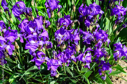 Fototapeta Naklejka Na Ścianę i Meble -  Irises on a meadow on spring