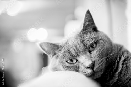 Portrait noir et blanc d'un chat chartreux photo