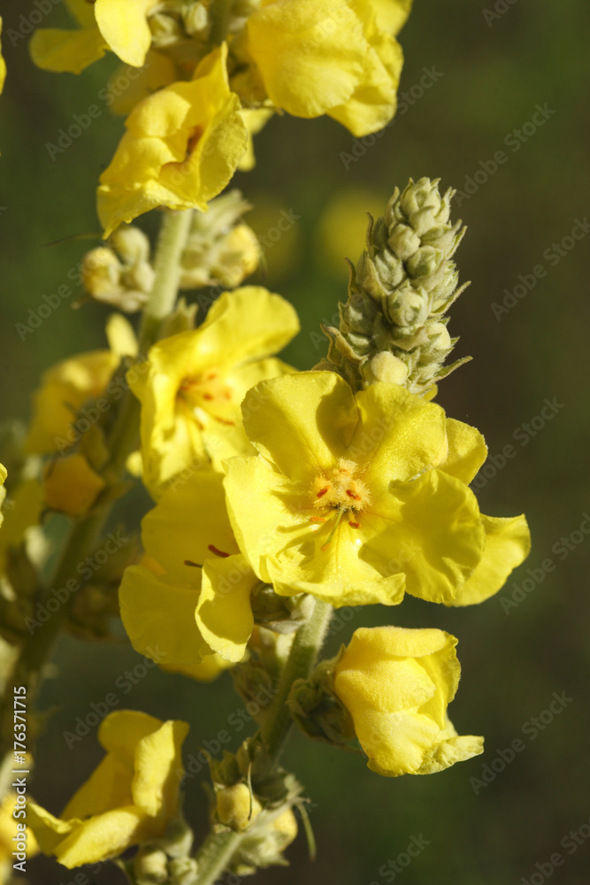 Gelbe Nachtkerze Blume Gelbe Nachtkerze Blume